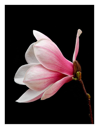 Magnolia