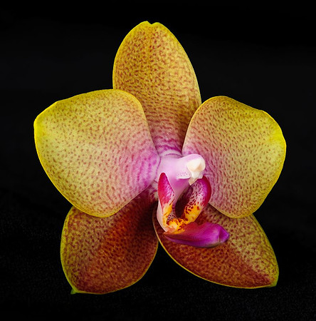 20110914_2612_Helicon.jpg