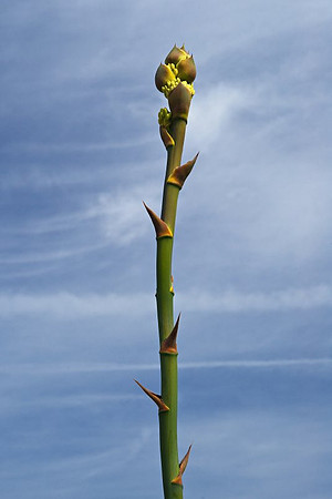 AD2_1123Californi 2010.jpg
