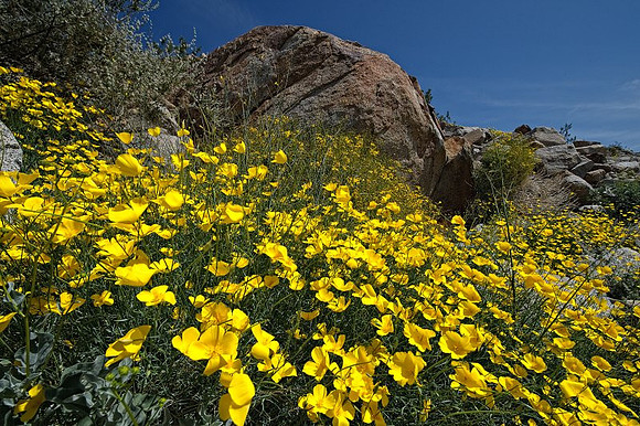 AD2_1166California 2010.jpg