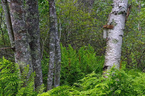 _AD15602july 2009 vacation.jpg