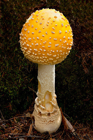 20110827_1584_Helicon.jpg
