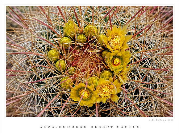 AD2_1110Californi 2010.jpg
