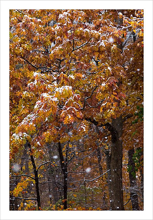 AD3_3313autumn.jpg