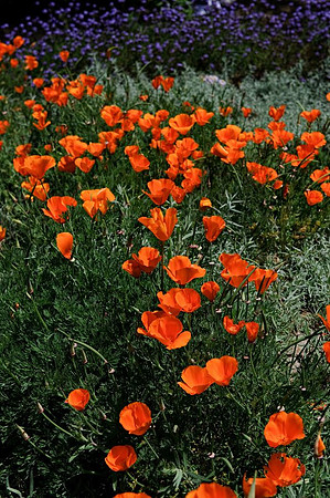 AD2_1964California 2010.jpg