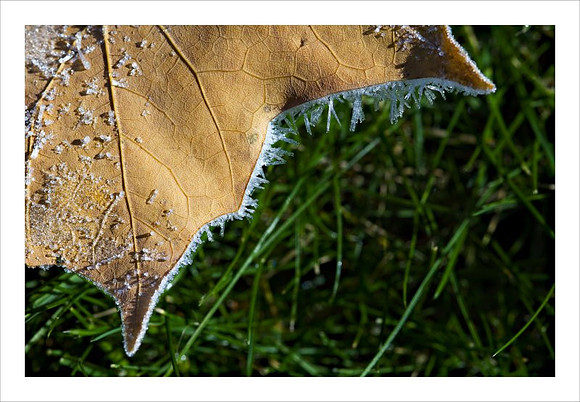 AD3_3380autumn print.jpg