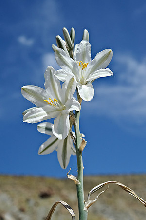 AD2_1230Californi 2010.jpg