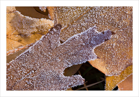 AD3_3373autumn print.jpg