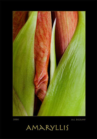 AED_2671amaryllis.jpg