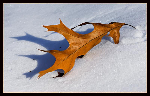 AED_0662winter-web.jpg