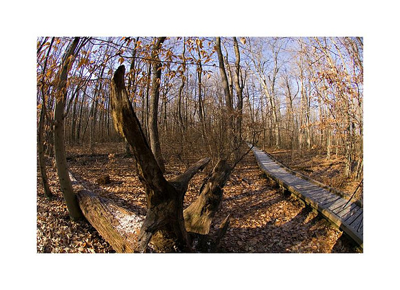 AED_2207great_swamp.jpg