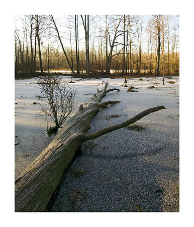 AED_2177great_swamp.jpg