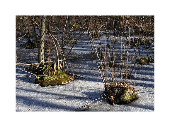 AED_2283great_swamp_1.jpg