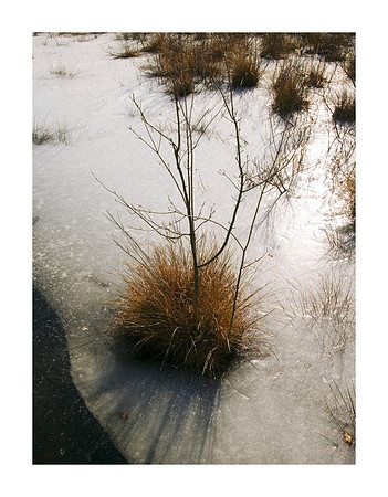 AED_2303great_swamp.jpg