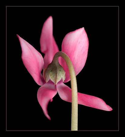 AED_0901Cyclamen.jpg