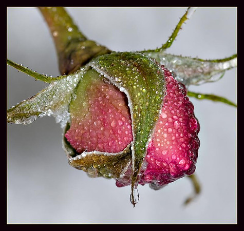 AED_0564_icy_rose_2-crop.jpg