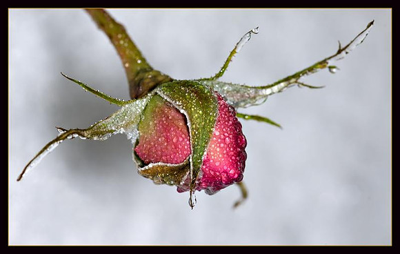 AED_0564_icy_rose_2.jpg
