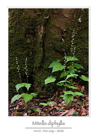 AED_6118smokies.jpg