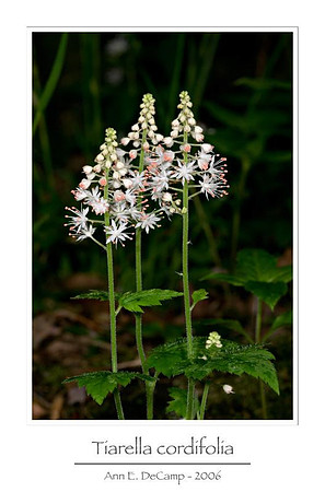 AED_6099smokies.jpg