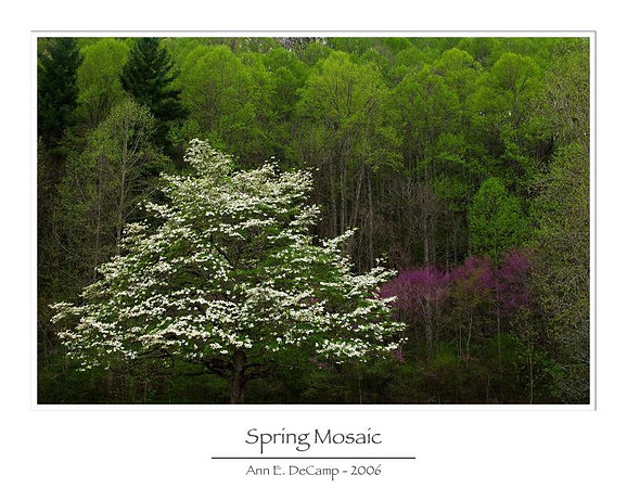 AED_5639smokies.jpg