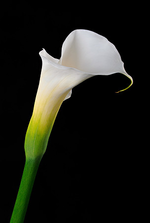 Calla-Helicon-3-jpegs.jpg
