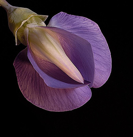 Baptisia
