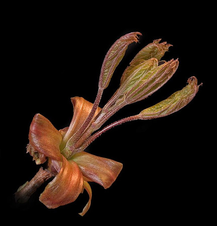 unfolding maple