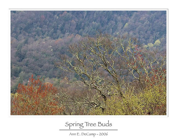 AED_5986smokies.jpg