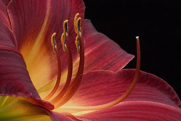 daylily from my garden