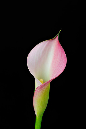 Calla-Helicon-Focus-2.jpg