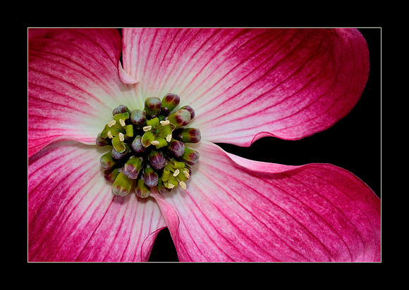 dogwood 2