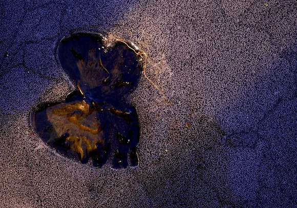 ice butterfly