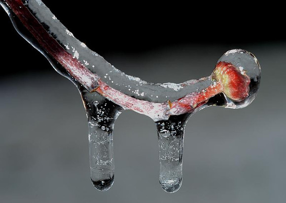 dogwood double drip