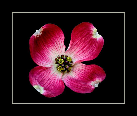 dogwood