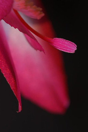 christmas cactus