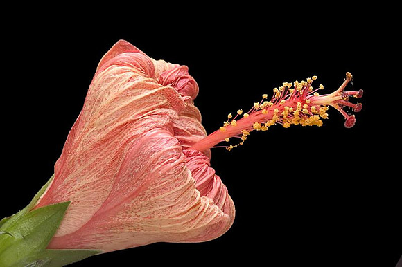 fading hibiscus