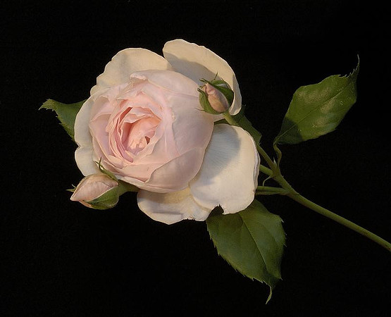 heritage rose
