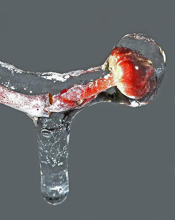 icy dogwood