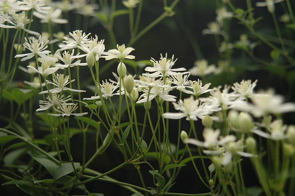 sweet autumn clematis
