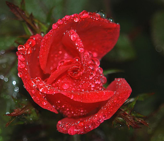 rainy day knockout rose