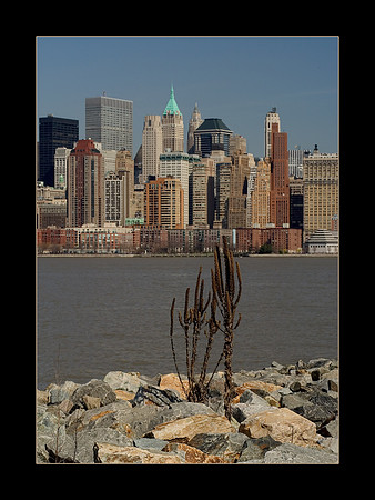 mullein plant against the manhattan skyline