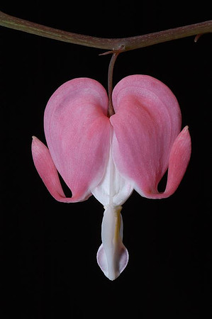 open bleeding heart