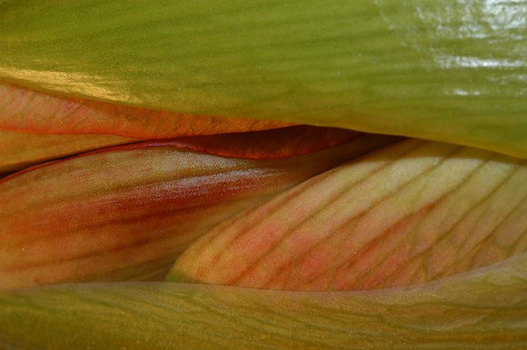 amaryllis bud