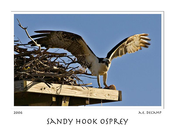 AED_4351_sandy_hook.jpg