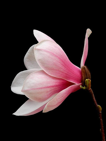magnolia