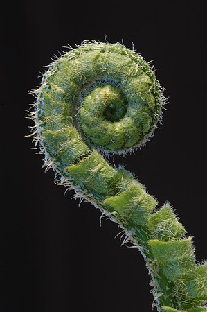 fiddlehead