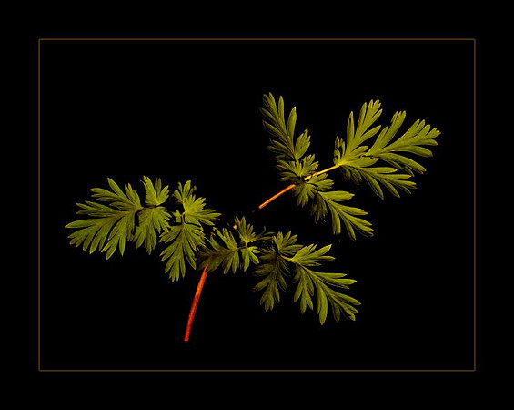 dicentra cucullaria leaf
