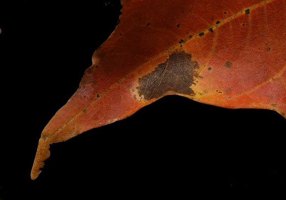 luminous leaf