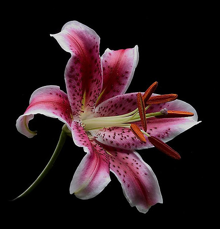 stargazer