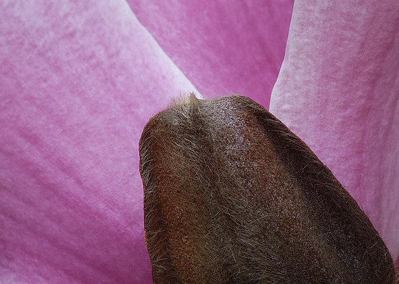 outside magnolia